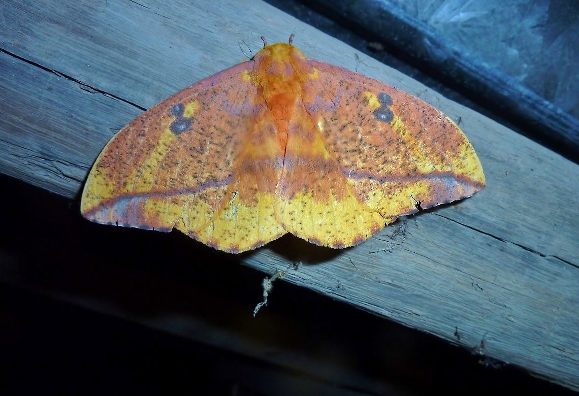 Eacles ormondei (Saturniidae) La Suerte Biological Station, Costa Rica. Aug 17, 2009. Costa Rica,Eacles ormondei,Geotagged,Summer