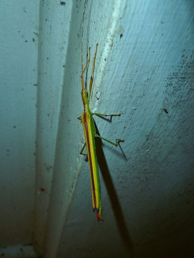 Anthericonia anketeschkei (Pseudophasmatidae) Monteverde Biological Station, Costa Rica. Jun 26, 2011. Anthericonia anketeschke,Costa Rica,Geotagged,Summer