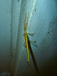 Anthericonia anketeschkei (Pseudophasmatidae) Monteverde Biological Station, Costa Rica. Jun 26, 2011. Anthericonia anketeschke,Costa Rica,Geotagged,Summer