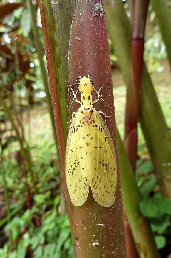 Chloronia mirifica (Corydalidae) Las Cruces Biological Station, Costa Rica. Jul 13, 2011. Chloronia mirifica,Chloroniamirifica,Costa Rica,Geotagged,Summer