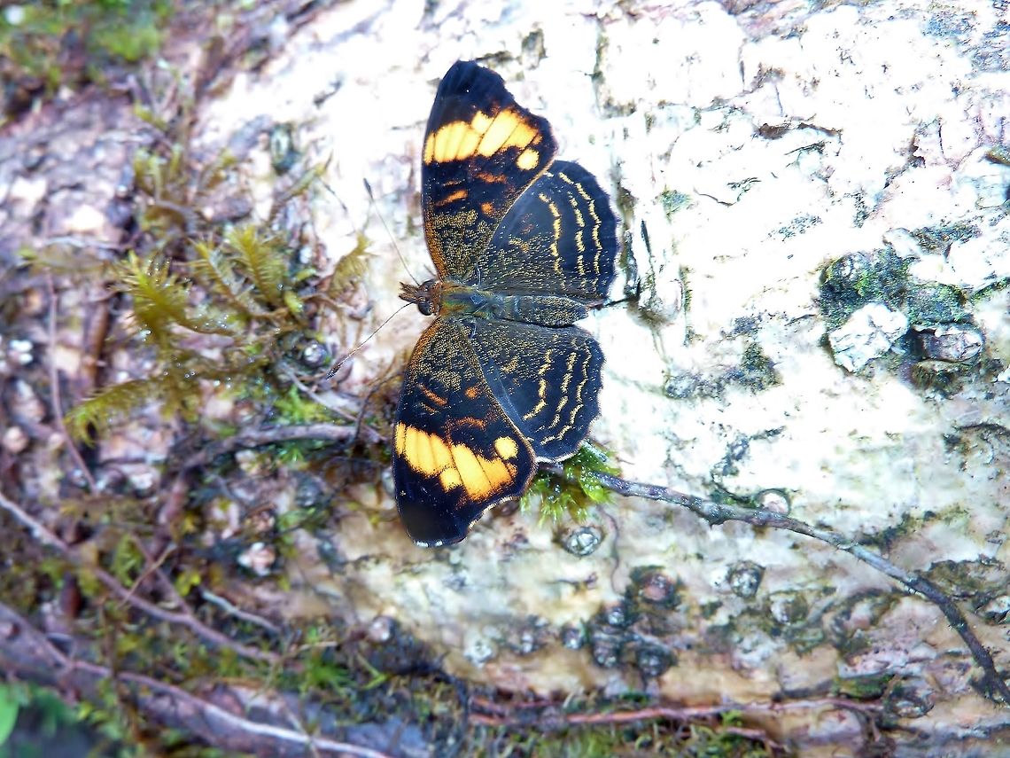 Anthanassa crithona (Nymphalidae) La Suerte Biological Station, Costa Rica. Aug 18, 2009. Anthanassa crithona,Costa Rica,Geotagged,Summer