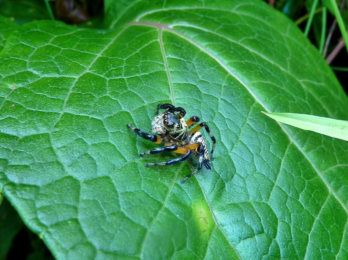 Phiale formosa (Salticidae) female. La Suerte Biological Station, Costa Rica. Aug 14, 2009. Costa Rica,Geotagged,Phiale formosa,Summer