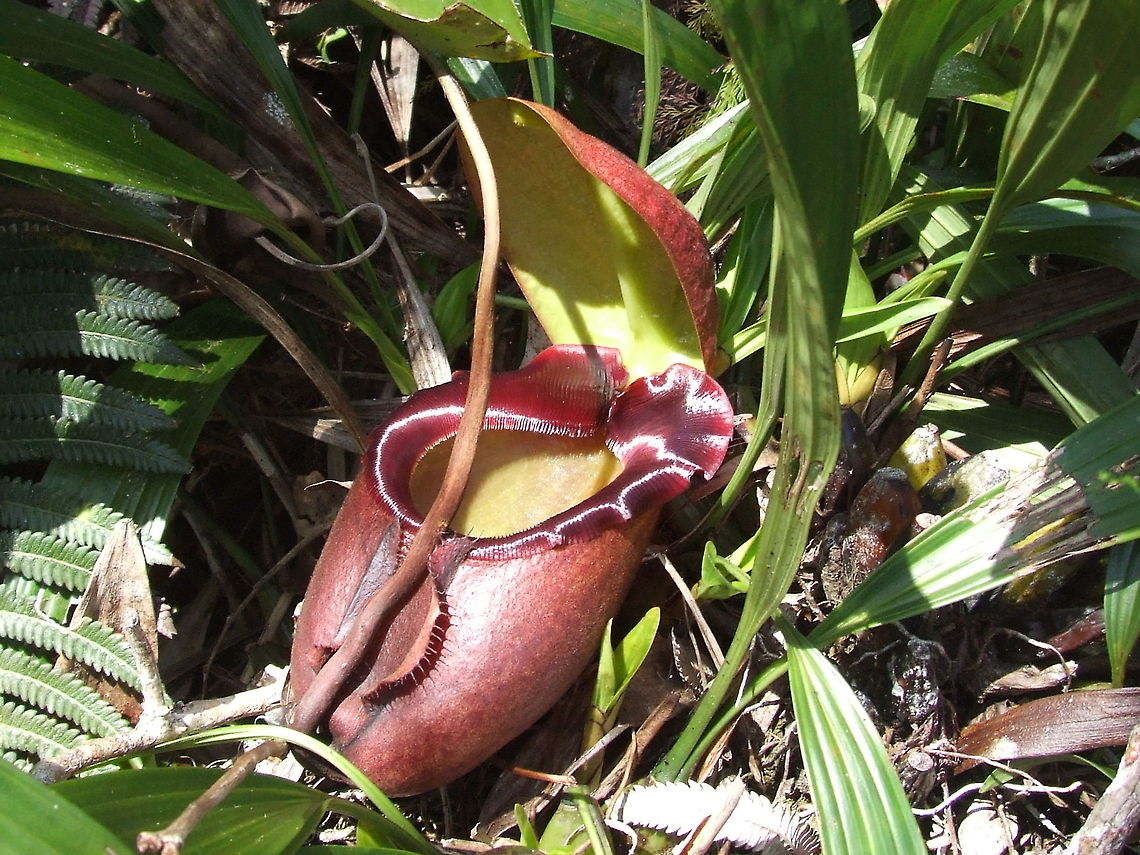 Nepenthes rajah Mount Kinabalu, Borneo. Aug 2, 2008. Geotagged,Malaysia,Nepenthes rajah,Summer