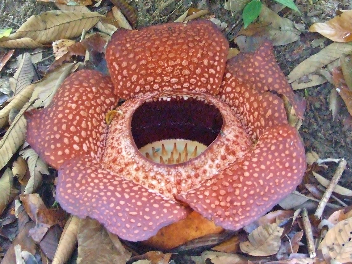 Rafflesia keithii Poring, Sabah, Borneo. Aug 4, 2008. Geotagged,Malaysia,Rafflesia keithii,Summer