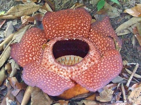 Rafflesia keithii Poring, Sabah, Borneo. Aug 4, 2008. Geotagged,Malaysia,Rafflesia keithii,Summer