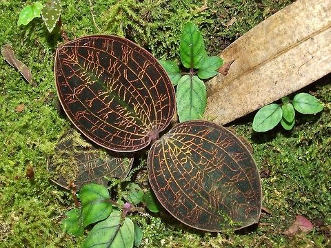 Jewel orchid (Macodes petola) Mount Kinabalu, Borneo. Aug 4, 2008. Geotagged,Macodes petola,Malaysia,Summer