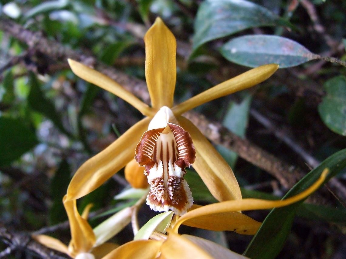 Coelogyne radioferens (Orchidaceae) Mount Kinabalu, Borneo. Aug 2, 2008. Coelogyne radioferens,Geotagged,Malaysia,Summer