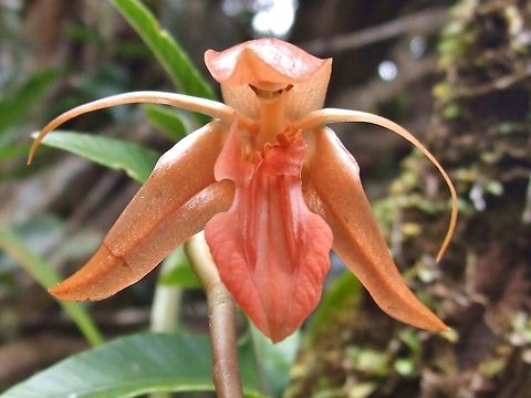 Coelogyne planiscapa