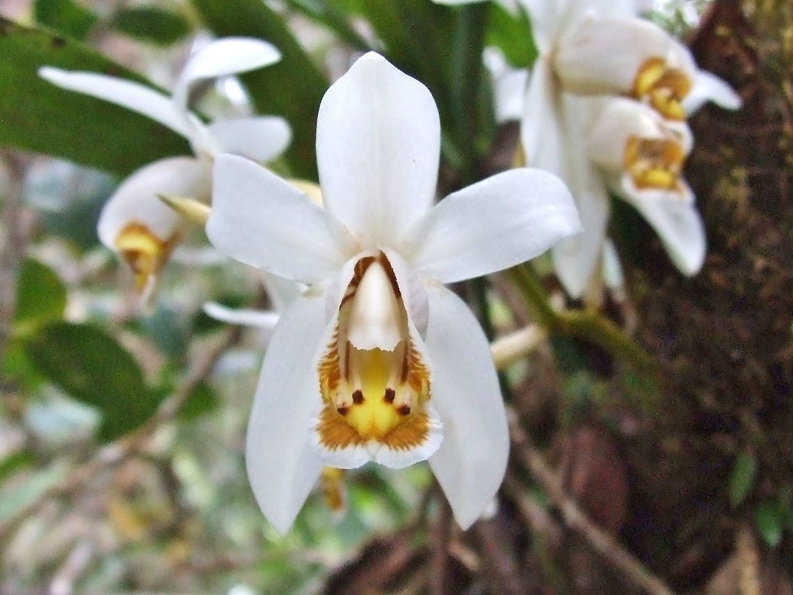 Coelogyne hirtella (Orchidaceae) Mount Kinabalu, Borneo. Aug 2, 2008. Coelogyne hirtella,Geotagged,Malaysia,Summer