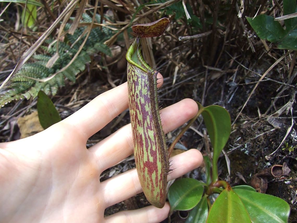 Dusky Pitcher-plant (Nepenthes fusca) Mount Kinabalu, Borneo. Aug 2, 2008. Geotagged,Malaysia,Nepenthes fusca,Summer