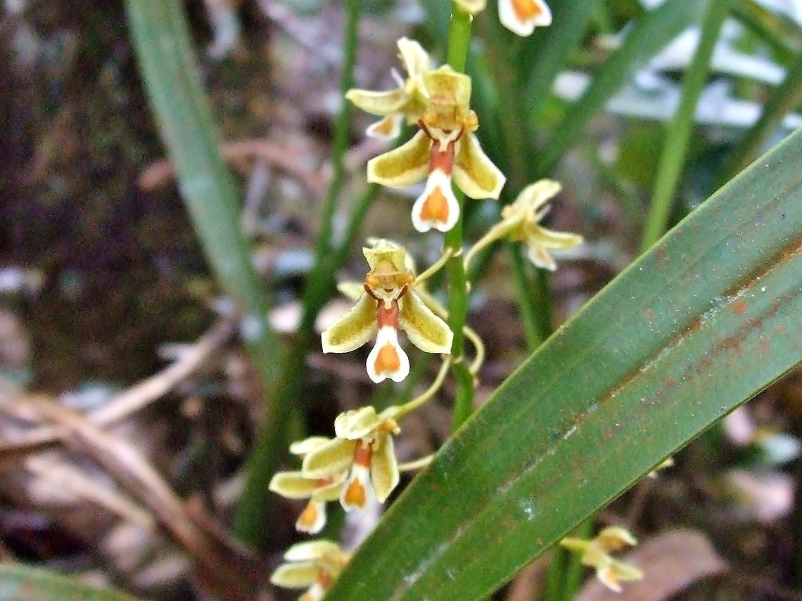 Nabaluia clemensii (Orchidaceae) Mount Kinabalu, Borneo. Aug 2, 2008. Geotagged,Malaysia,Nabaluia clemensii,Summer