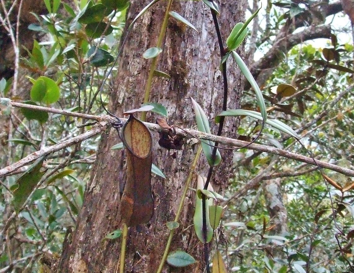 Fringed pitcher-plant (Nepenthes tentaculata) Mount Kinabalu, Borneo. Aug 2, 2008. Geotagged,Malaysia,Nepenthes tentaculata,Summer