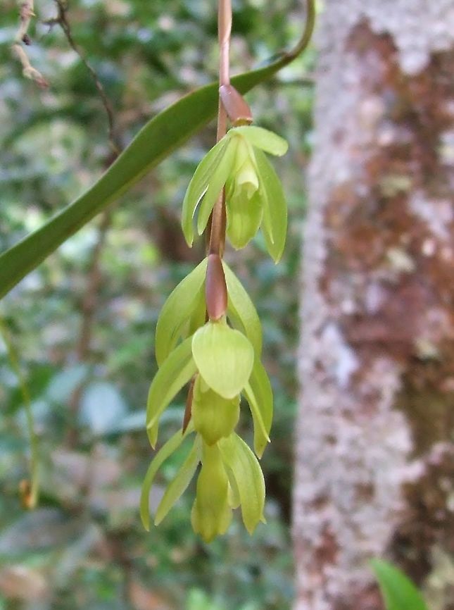 Coelogyne exalata (Orchidaceae) Mount Kinabalu, Borneo. Aug 2, 2008. Coelogyne exalata,Geotagged,Malaysia,Summer