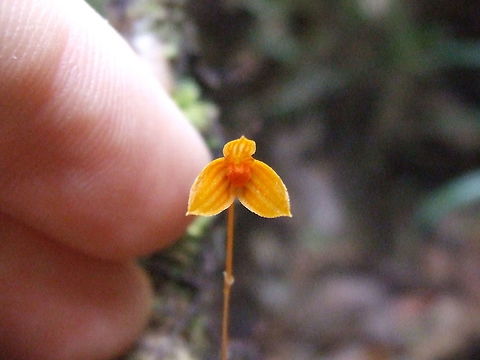 Bulbophyllum montense