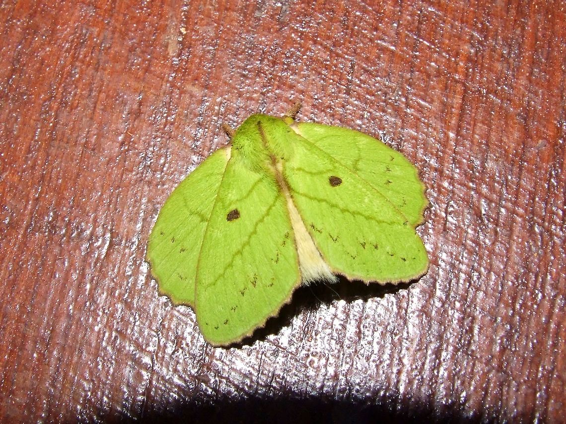 Rose-myrtle lappet moth (Trabala vishnou) Kinabatangan River, Sabah, Borneo. Aug 8, 2008. Geotagged,Malaysia,Rose-myrtle lappet moth,Summer,Trabala vishnou,moth week 2018