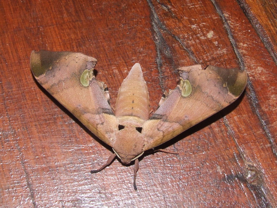 Daphnusa ocellaris (Sphingidae) Kinabatangan River, Sabah, Borneo. Aug 8, 2008. Daphnusa ocellaris,Geotagged,Malaysia,Summer