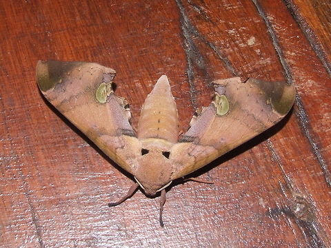 Daphnusa ocellaris (Sphingidae) Kinabatangan River, Sabah, Borneo. Aug 8, 2008. Daphnusa ocellaris,Geotagged,Malaysia,Summer