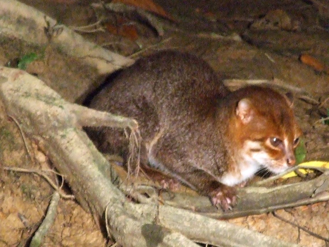 Flat-headed Cat (Prionailurus planiceps) Kinabatangan River, Sabah, Borneo. Aug 9, 2008. Flat-headed Cat,Geotagged,Malaysia,Prionailurus planiceps,Summer