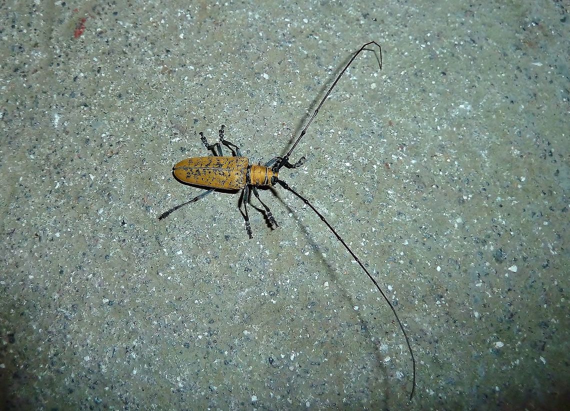Plagiohammus pollinosus (Cerambycidae) Monteverde Biological Station, Costa Rica. Jun 27, 2011. Costa Rica,Geotagged,Plagiohammus pollinosus,Summer