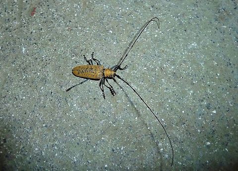 Plagiohammus pollinosus (Cerambycidae) Monteverde Biological Station, Costa Rica. Jun 27, 2011. Costa Rica,Geotagged,Plagiohammus pollinosus,Summer