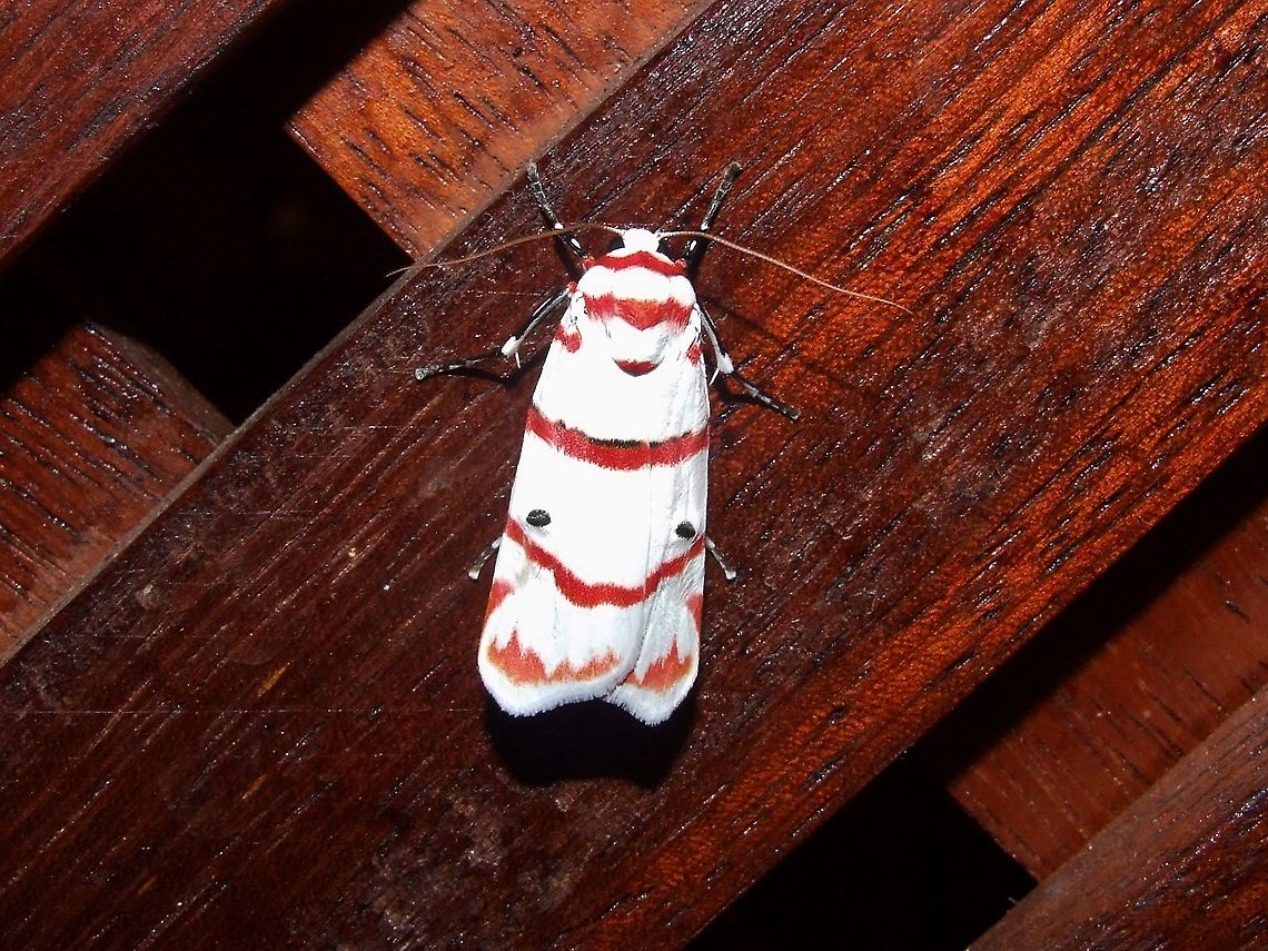Cyana perornata (Erebidae) Kinabatangan river, Sabah, Borneo. Aug 7, 2008. Cyana perornata,Geotagged,Malaysia,Summer