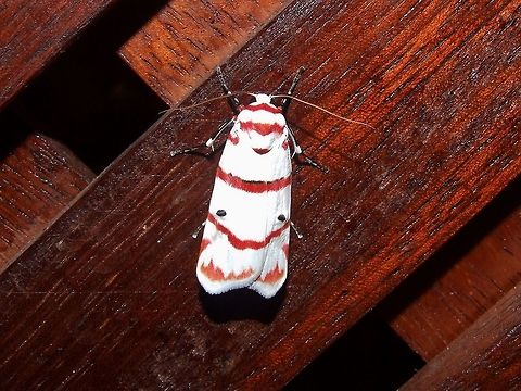 Cyana perornata (Erebidae) Kinabatangan river, Sabah, Borneo. Aug 7, 2008. Cyana perornata,Geotagged,Malaysia,Summer