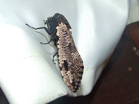 Xyleutes strix (Cossidae) Kinabatangan river, Sabah, Borneo. Aug 7, 2008. Geotagged,Malaysia,Summer,Xyleutes strix