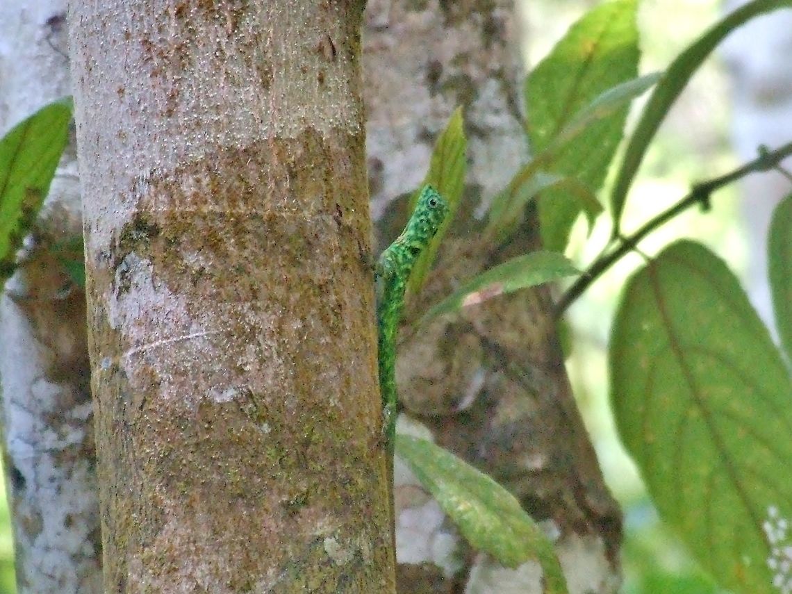 Borneo flying dragon (Draco cornutus) Kinabatangan river, Sabah, Borneo. Aug 10, 2008. Draco cornutus,Geotagged,Malaysia,Summer