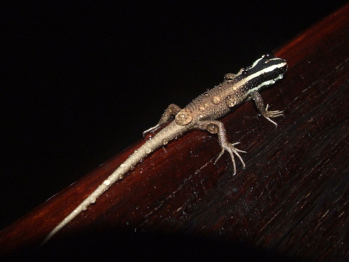 Striped Tree Skink (Dasia vittata) Kinabatangan river, Sabah, Borneo. Aug 7, 2008. Dasia vittata,Geotagged,Malaysia,Summer