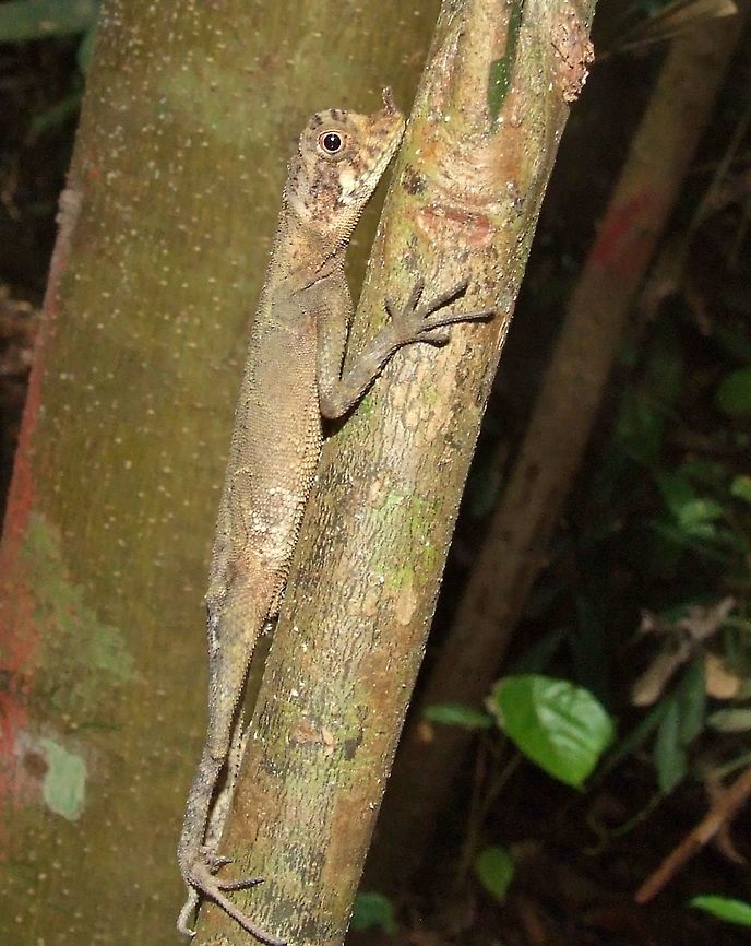 Aphaniotis ornata (Agamidae) Kinabatangan river, Sabah, Borneo. Aug 7, 2008. Aphaniotis ornata,Geotagged,Malaysia,Summer