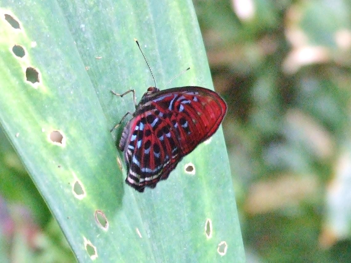 Common red harlequin (Paralaxita telesia) Poring, Sabah, Borneo. Aug 5, 2008. Geotagged,Malaysia,Paralaxita telesia,Summer