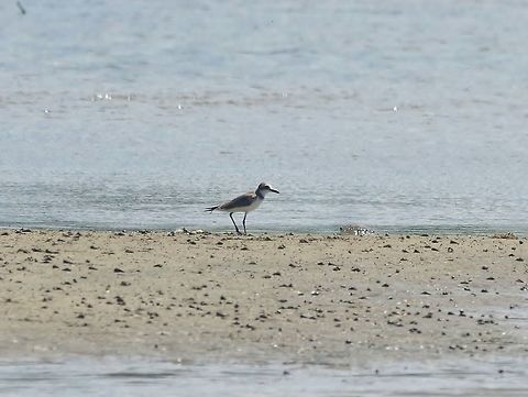Greater sand plover (Charadrius leschenaultii) Kandakuliya, Sri Lanka. Jan 6, 2015. Charadrius leschenaultii,Geotagged,Greater sand plover,Sri Lanka,Winter