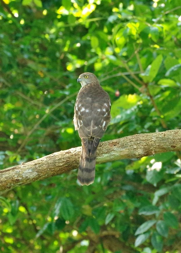 Besra (Accipiter virgatus) Anawilundawa wetlands, Sri Lanka. Jan 8, 2015. Accipiter virgatus,Besra,Geotagged,Sri Lanka,Winter