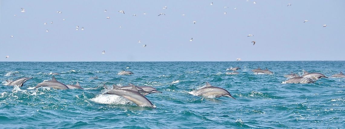 Spinner dolphin (Stenella longirostris) pod Kalpitiya peninsula, Sri Lanka. Jan 10, 2015. Geotagged,Spinner dolphin,Sri Lanka,Stenella longirostris,Winter