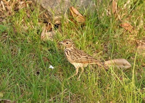 Jerdon's bush lark (Mirafra affinis) Wilpattu National Park, Sri Lanka. Jan 10, 2015. Geotagged,Jerdon's bush lark,Mirafra affinis,Sri Lanka,Winter