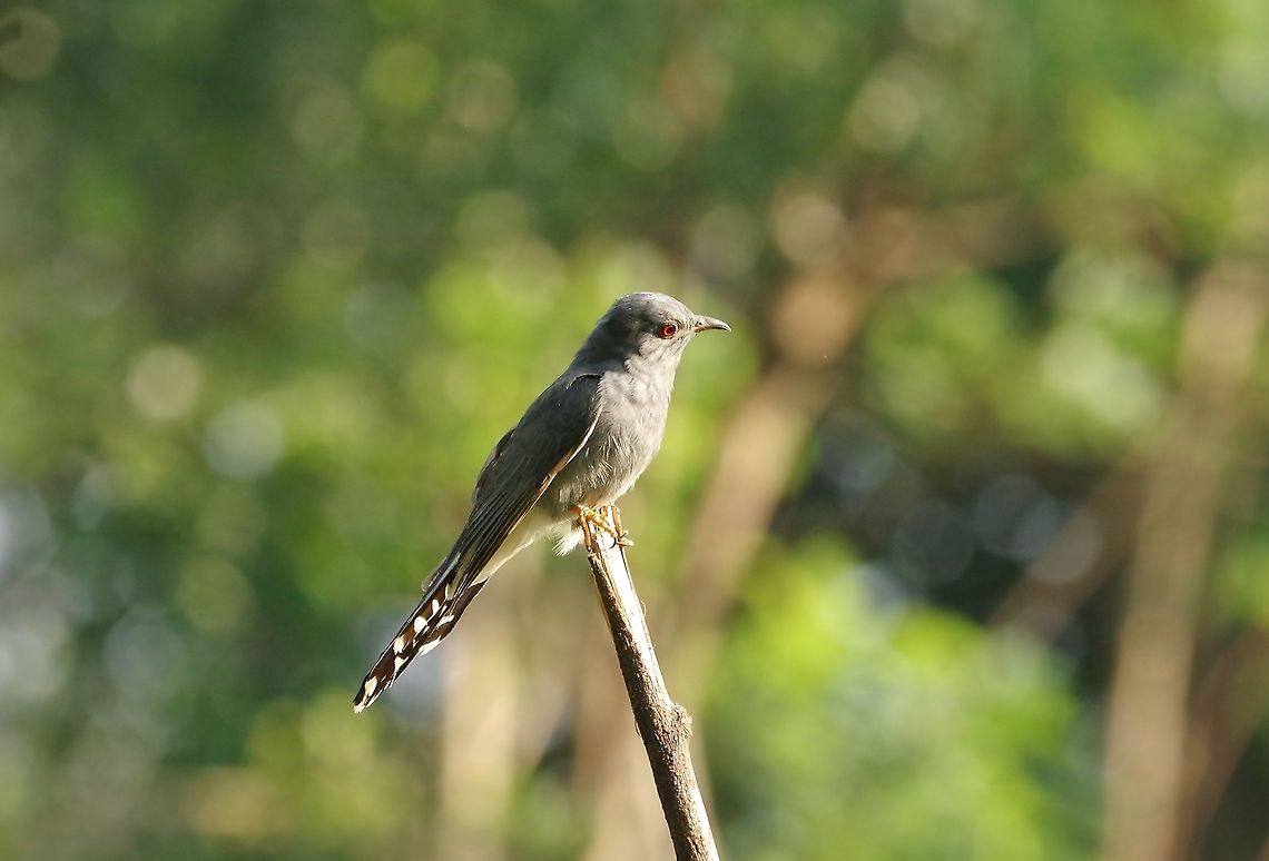 Grey-bellied cuckoo (Cacomantis passerinus) Palpatha Lodge, Sri Lanka. Jan 12, 2015. Cacomantis passerinus,Geotagged,Grey-bellied cuckoo,Sri Lanka,Winter