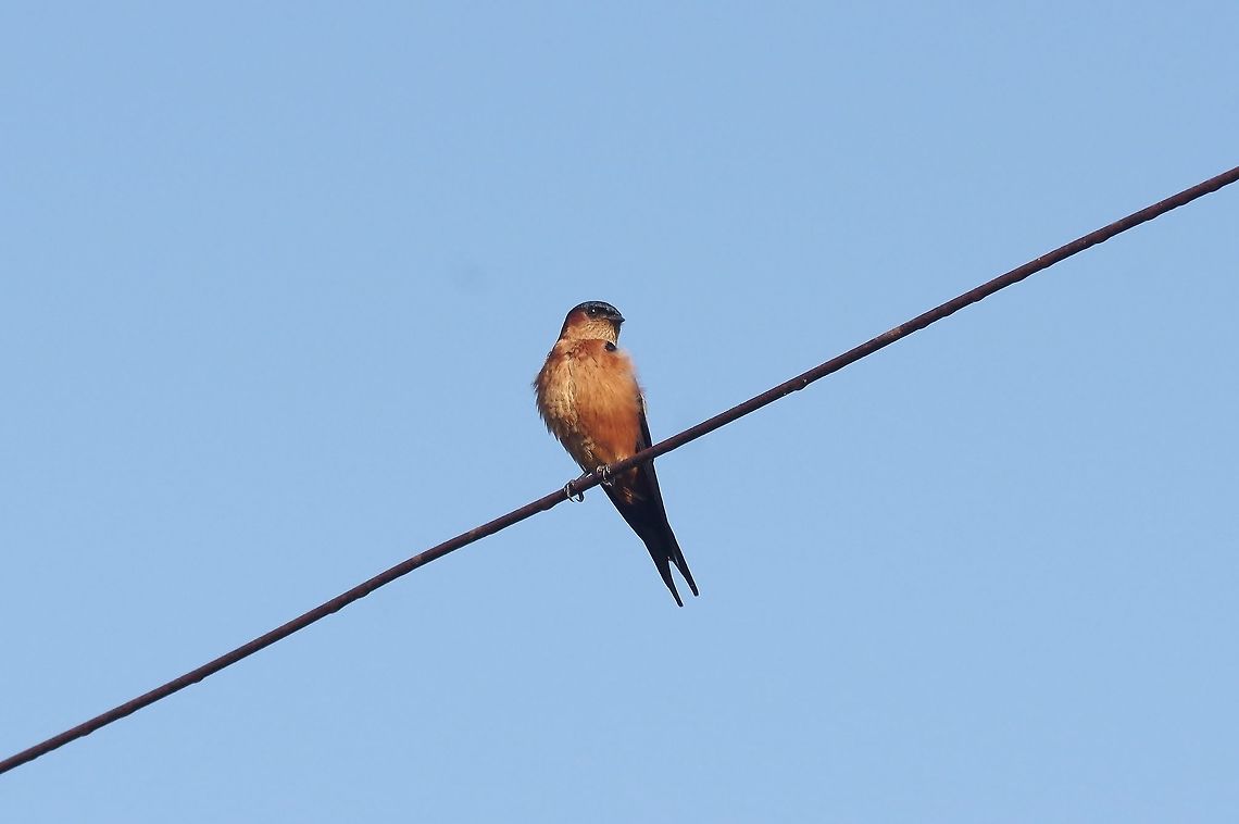 Sri Lanka swallow (Cecropis hyperythra) Anuradhapura, Sri Lanka. Jan 13, 2015. Cecropis hyperythra,Geotagged,Sri Lanka,Sri Lanka swallow,Winter