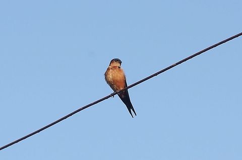 Sri Lanka swallow (Cecropis hyperythra) Anuradhapura, Sri Lanka. Jan 13, 2015. Cecropis hyperythra,Geotagged,Sri Lanka,Sri Lanka swallow,Winter
