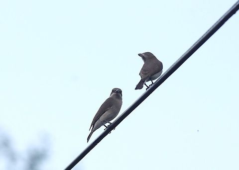 Sri Lanka woodshrike (Tephrodornis affinis) Anuradhapura, Sri Lanka. Jan 14, 2015. Geotagged,Sri Lanka,Sri Lanka woodshrike,Tephrodornis affinis,Winter
