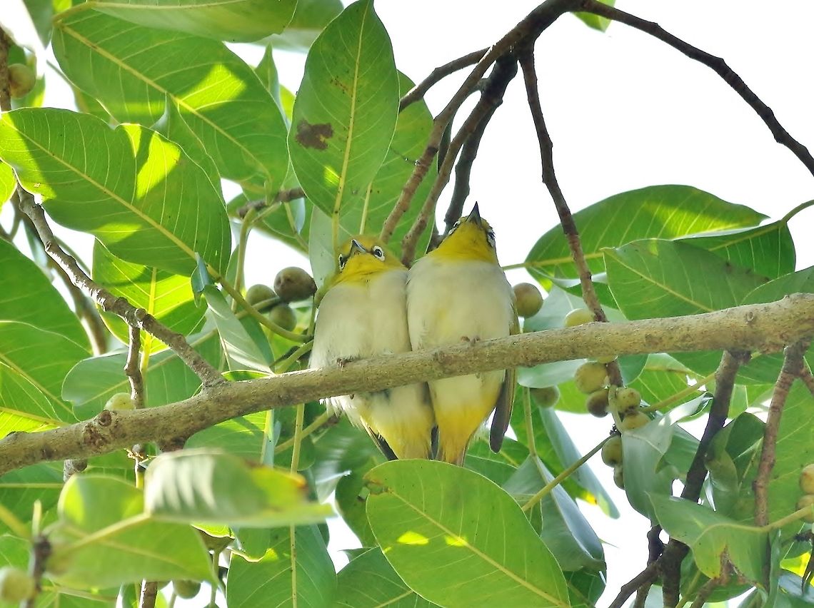 Oriental White-eye couple (Zosterops palpebrosus) Sigiriya, Sri Lanka. Jan 14, 2015. Geotagged,Oriental White-eye,Sri Lanka,Winter,Zosterops palpebrosus