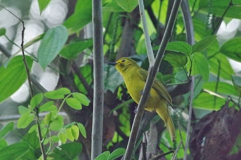 Yellow-browed bulbul (Acritillas indica) Kandy, Sri Lanka. Jan 14, 2015. Acritillas indica,Geotagged,Sri Lanka,Winter,Yellow-browed bulbul