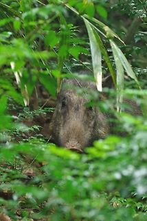 I see you... Udawattakele reserve, Kandy, Sri Lanka. Jan 15, 2015. Bushpig,Geotagged,Potamochoerus larvatus,Sri Lanka,Winter