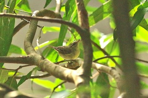 Large-billed leaf warbler (Phylloscopus magnirostris) Udawattakele reserve, Kandy, Sri Lanka. Jan 15, 2015. Geotagged,Large-billed leaf warbler,Phylloscopus magnirostris,Sri Lanka,Winter