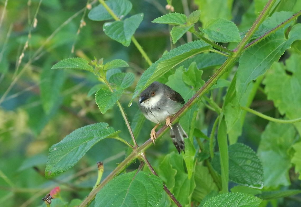 Grey-breasted prinia (Prinia hodgsonii) Ella, Sri Lanka. Jan 17, 2015. Geotagged,Grey-breasted prinia,Prinia hodgsonii,Sri Lanka,Winter