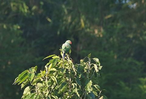Layard's Parakeet (Psittacula calthropae) Ella, Sri Lanka. Jan 17, 2015. Geotagged,Layards Parakeet,Psittacula calthropae,Sri Lanka,Winter