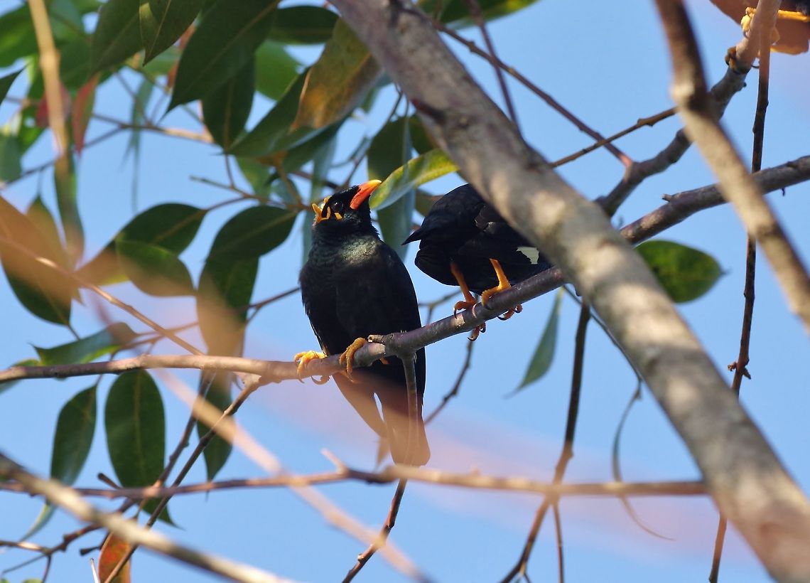 Southern hill myna (Gracula indica) Ella, Sri Lanka. Jan 17, 2015. Geotagged,Gracula indica,Southern hill myna,Sri Lanka,Winter