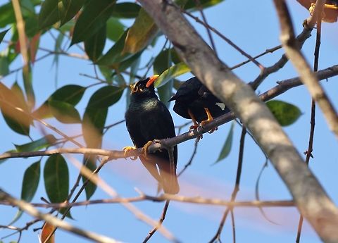 Southern hill myna (Gracula indica) Ella, Sri Lanka. Jan 17, 2015. Geotagged,Gracula indica,Southern hill myna,Sri Lanka,Winter