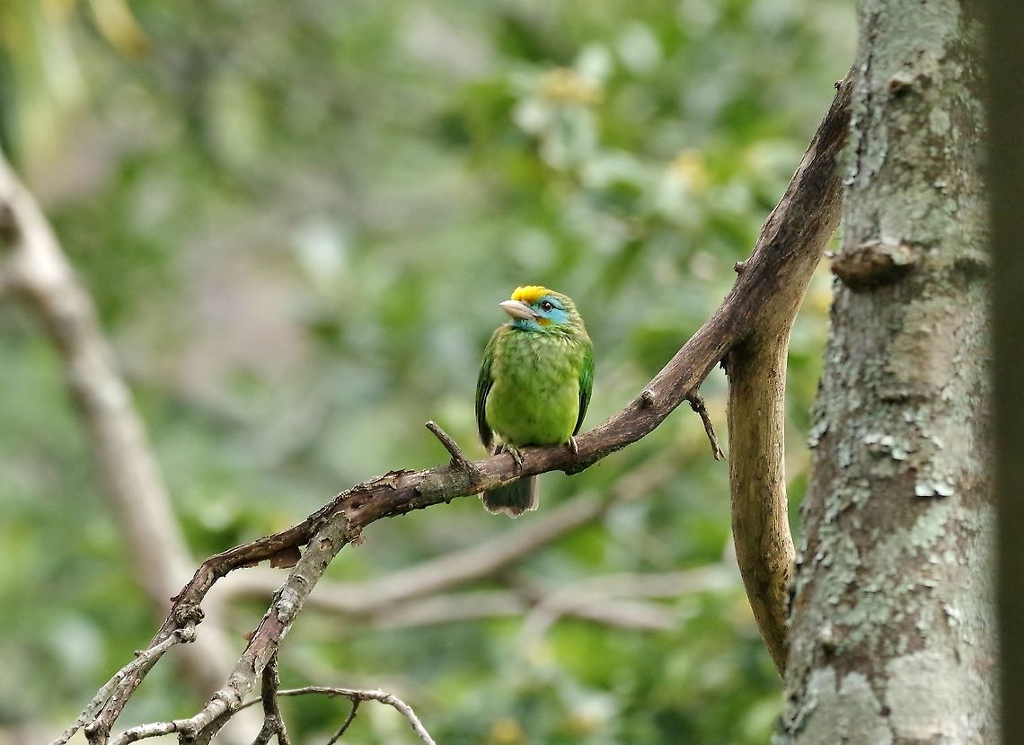 Yellow-fronted barbet (Psilopogon flavifrons) Ella, Sri Lanka. Jan 17, 2015. Geotagged,Psilopogon flavifrons,Sri Lanka,Winter,Yellow-fronted barbet