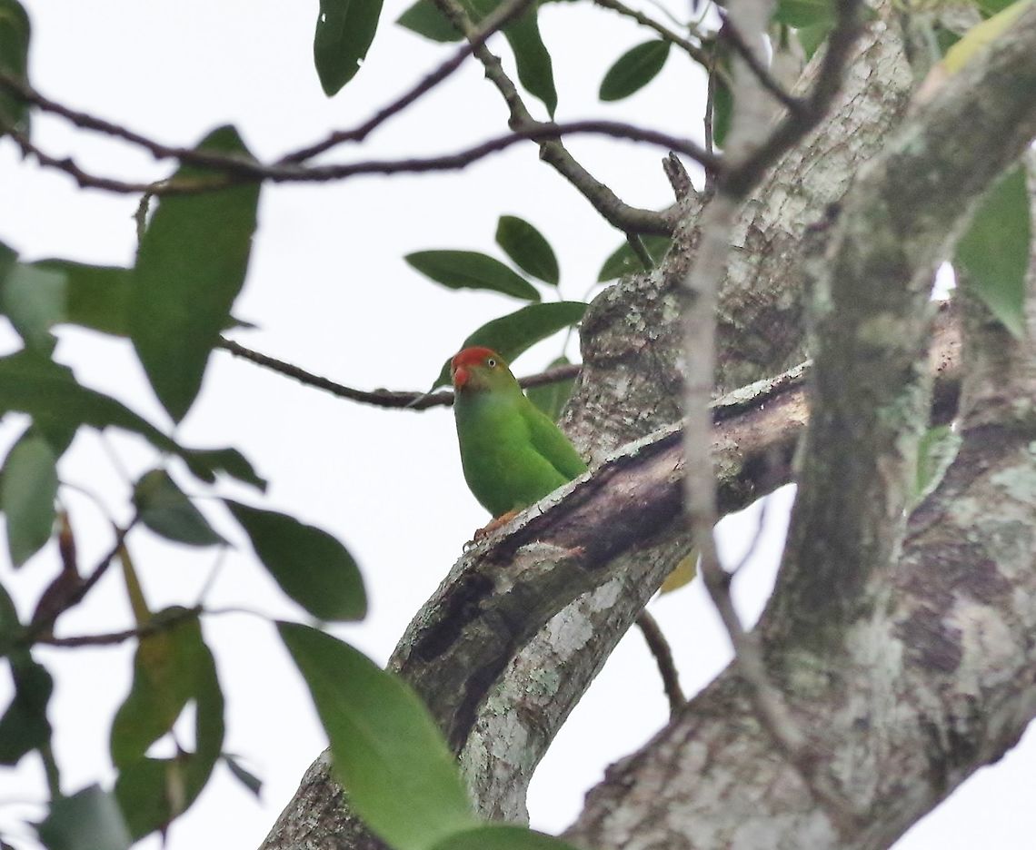 Sri Lanka hanging parrot (Loriculus beryllinus) Ella, Sri Lanka. Jan 17, 2015. Geotagged,Loriculus beryllinus,Sri Lanka,Sri Lanka hanging parrot,Winter