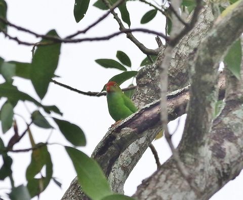Sri Lanka hanging parrot (Loriculus beryllinus) Ella, Sri Lanka. Jan 17, 2015. Geotagged,Loriculus beryllinus,Sri Lanka,Sri Lanka hanging parrot,Winter